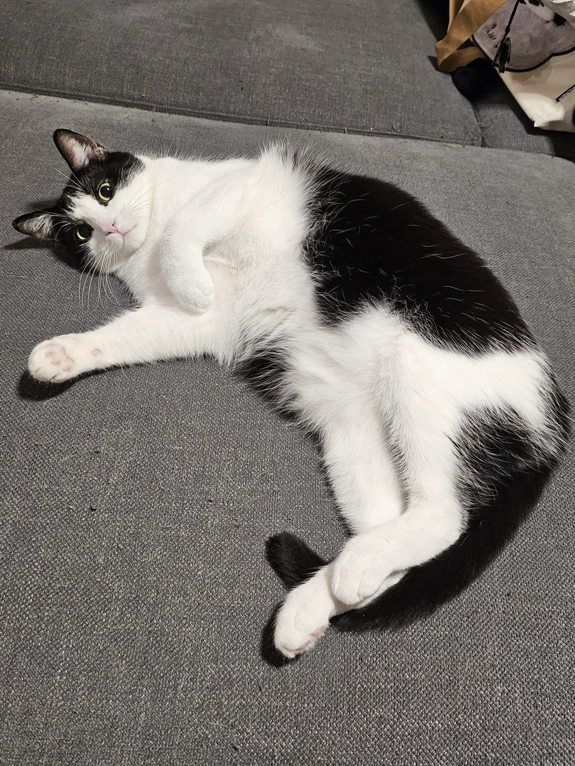 花猫 狂暴染头组长: 